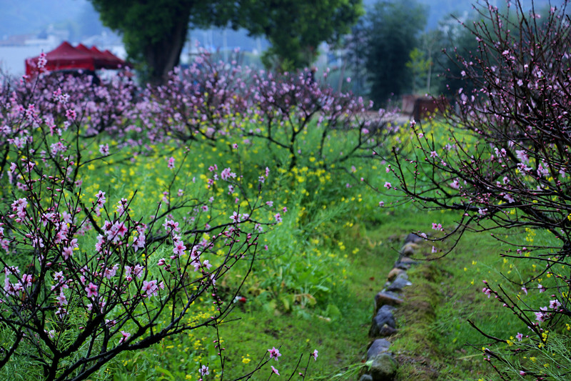 穆阳桃花盛宴