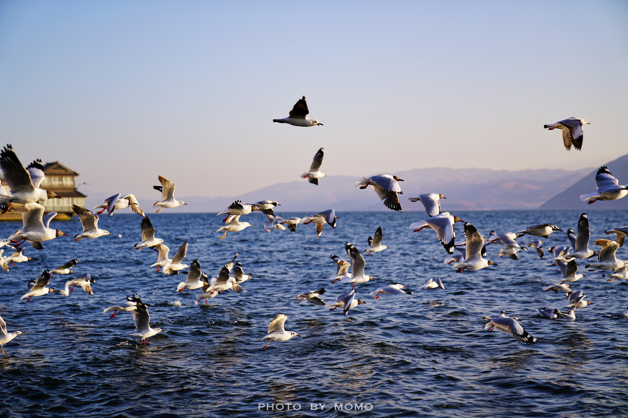 大理洱海在哪看海鸥，大理洱海看海鸥最佳位置，几月份去大理洱海能看到海鸥 