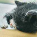 Spring春天里的虫