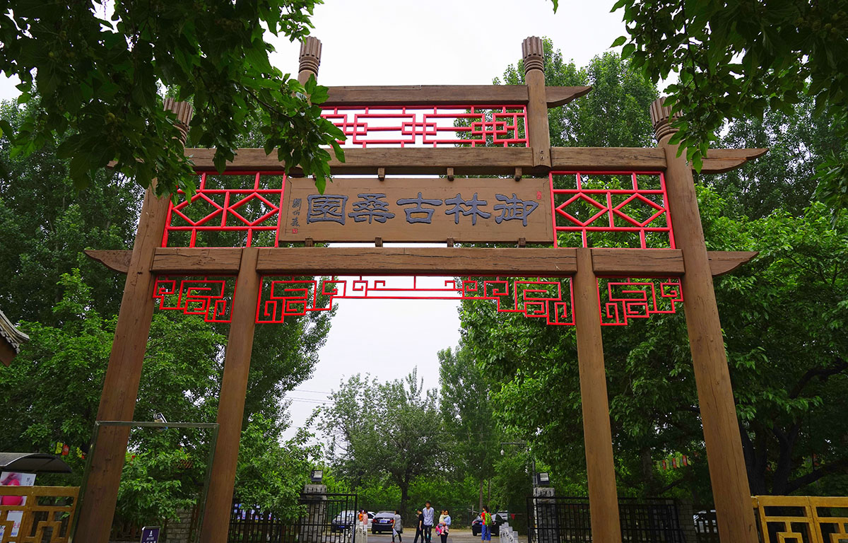 古桑园里话今昔_游记