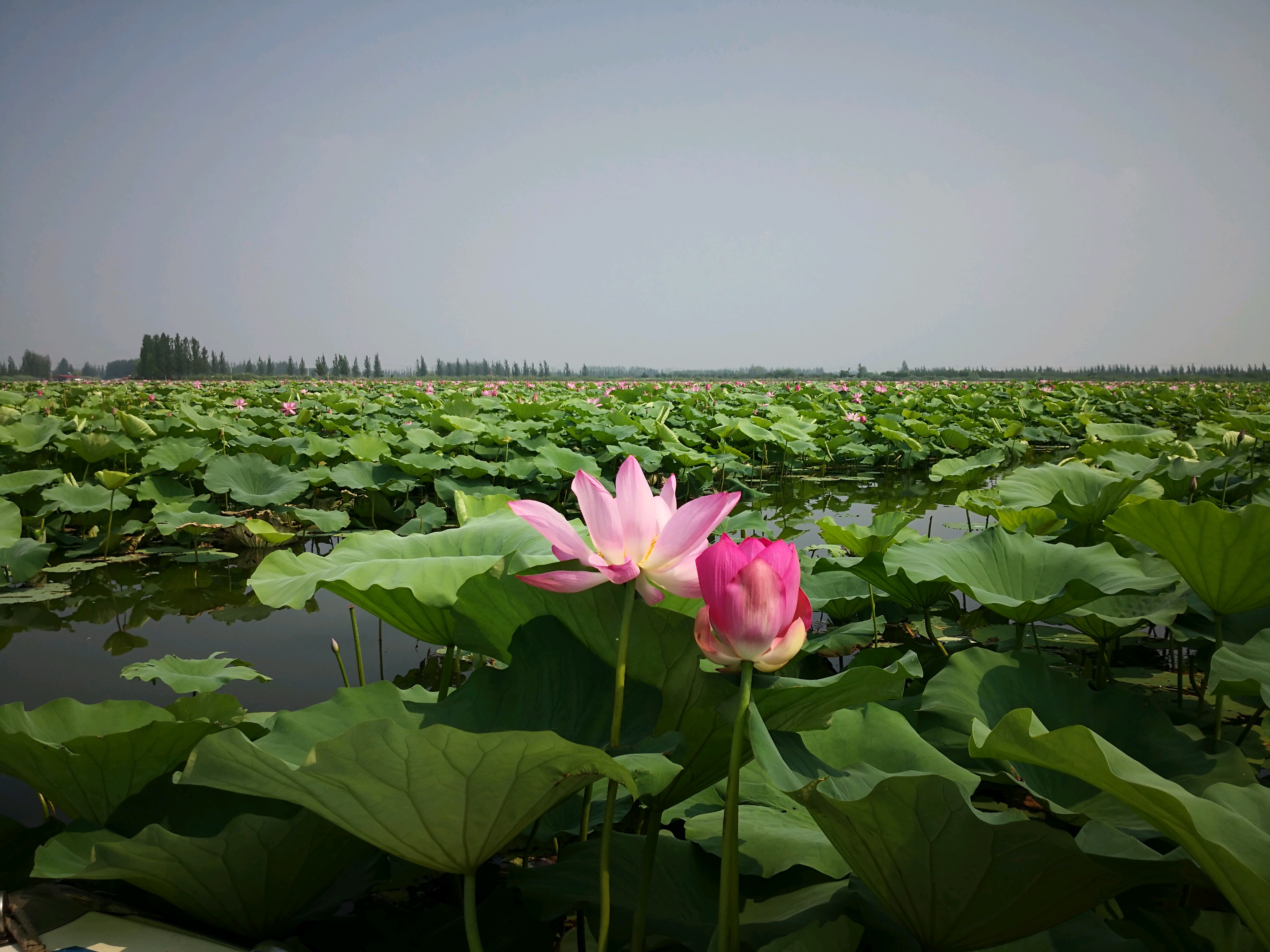 蜂评: 南阳镇 蜂评: 济宁市小北湖 蜂评: 微山湖国家湿地景区 蜂评