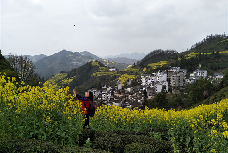 歙县霞坑油菜花主要观赏点