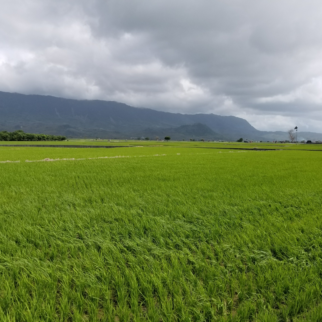 蚂蜂窝用
