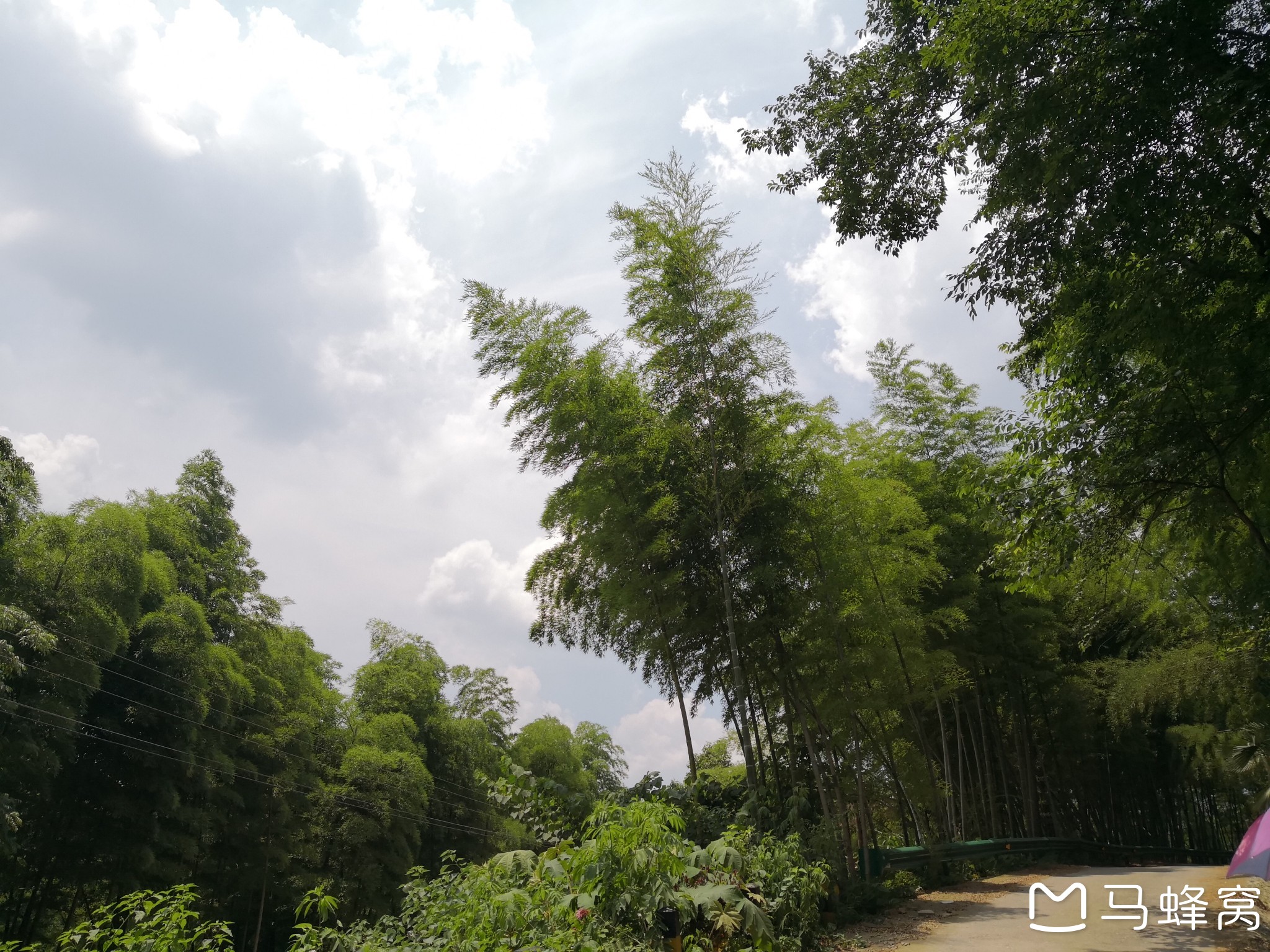 湖北咸宁的"星星竹海"旅游景区