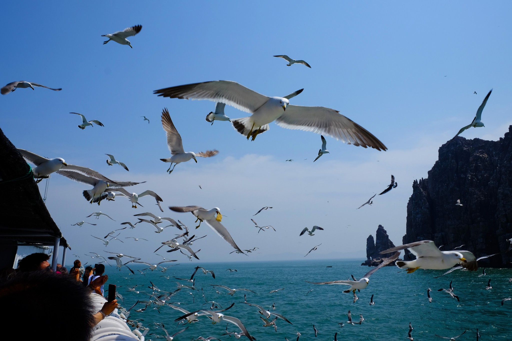 烟台长岛海上玩法之一:万鸟岛航线揭秘