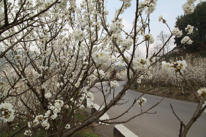 春暖花开，六广温泉风景秀美如画，一起去踏春...