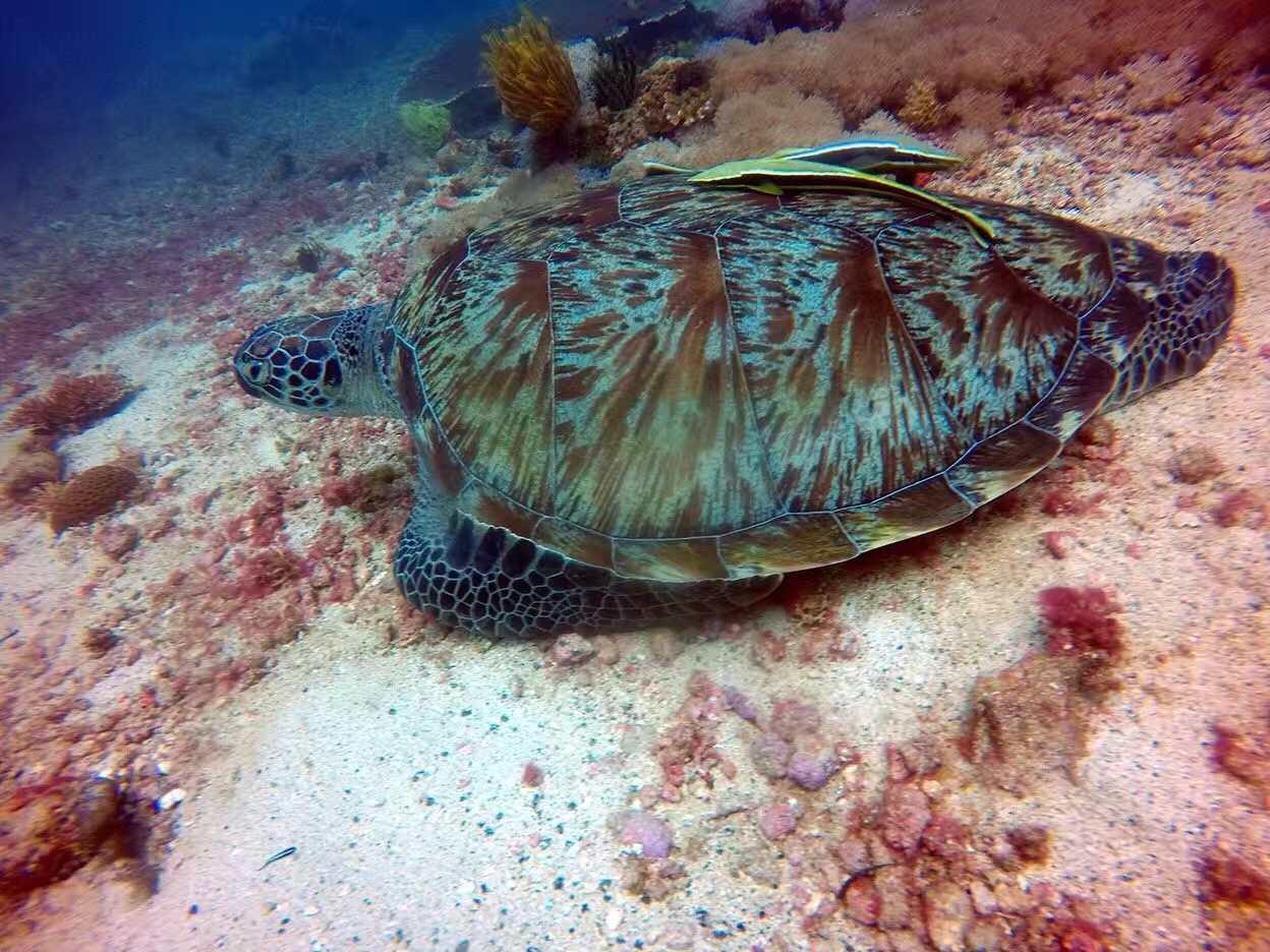 潜派旅行