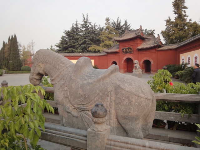 释源祖庭白马寺 第一古柏在登封