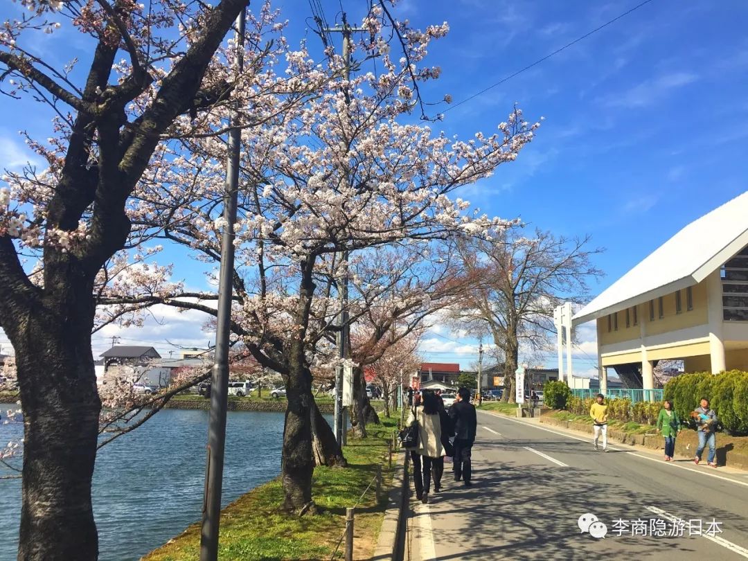 米泽城下春意浓,松岬公园樱花开,米泽市旅游攻略 马蜂窝