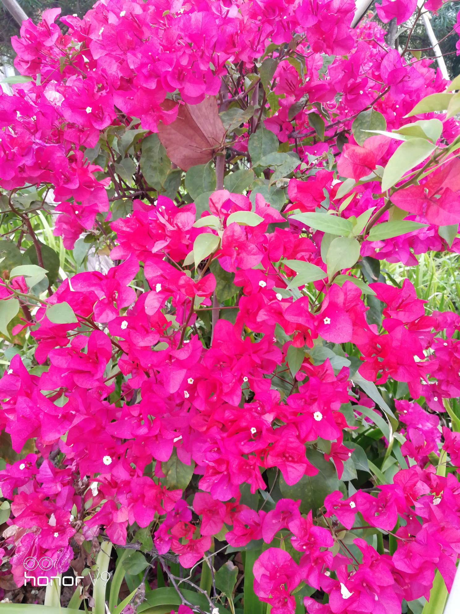 把足迹留在春季里