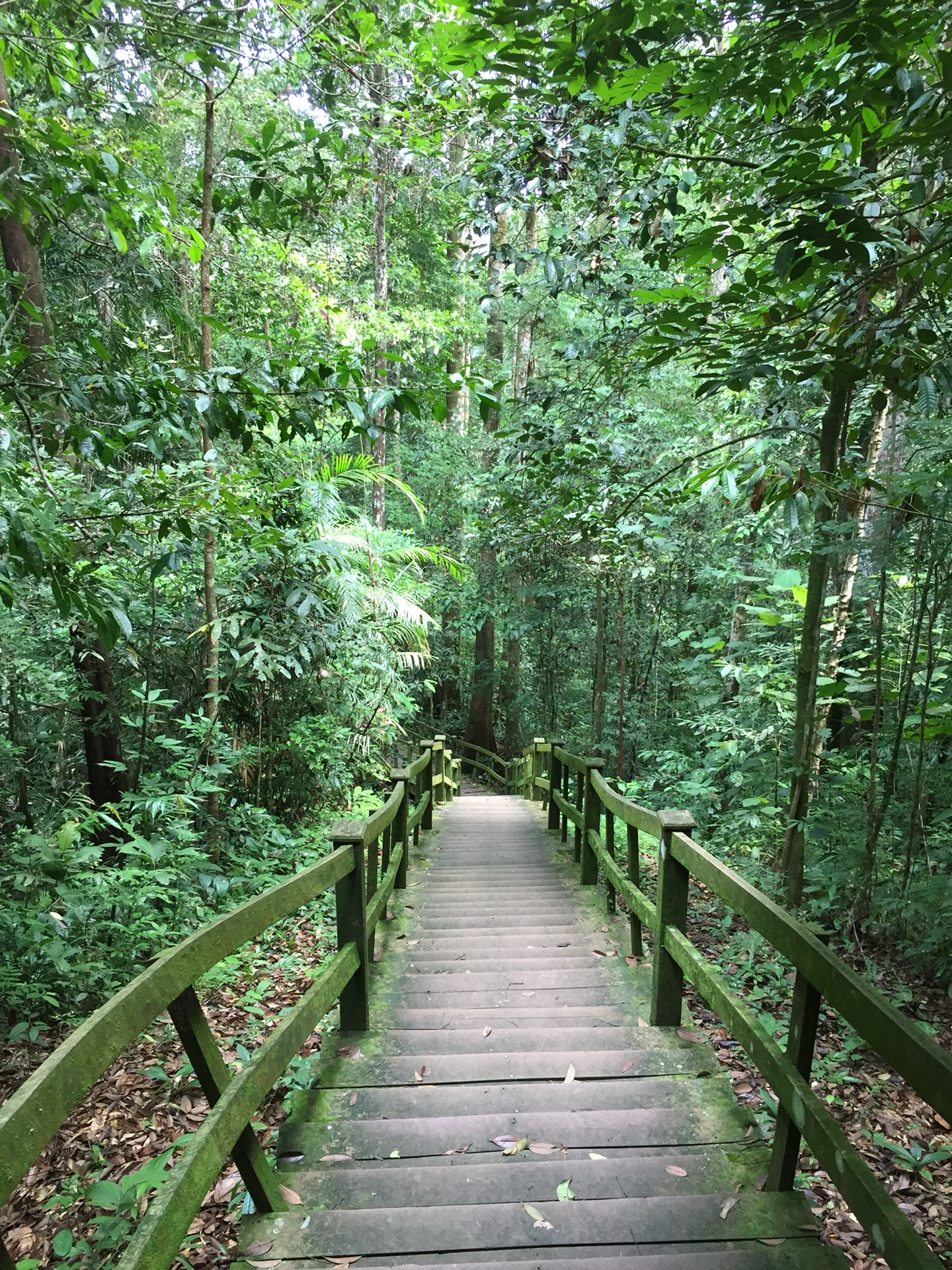 文莱热带雨林婆罗洲_游记