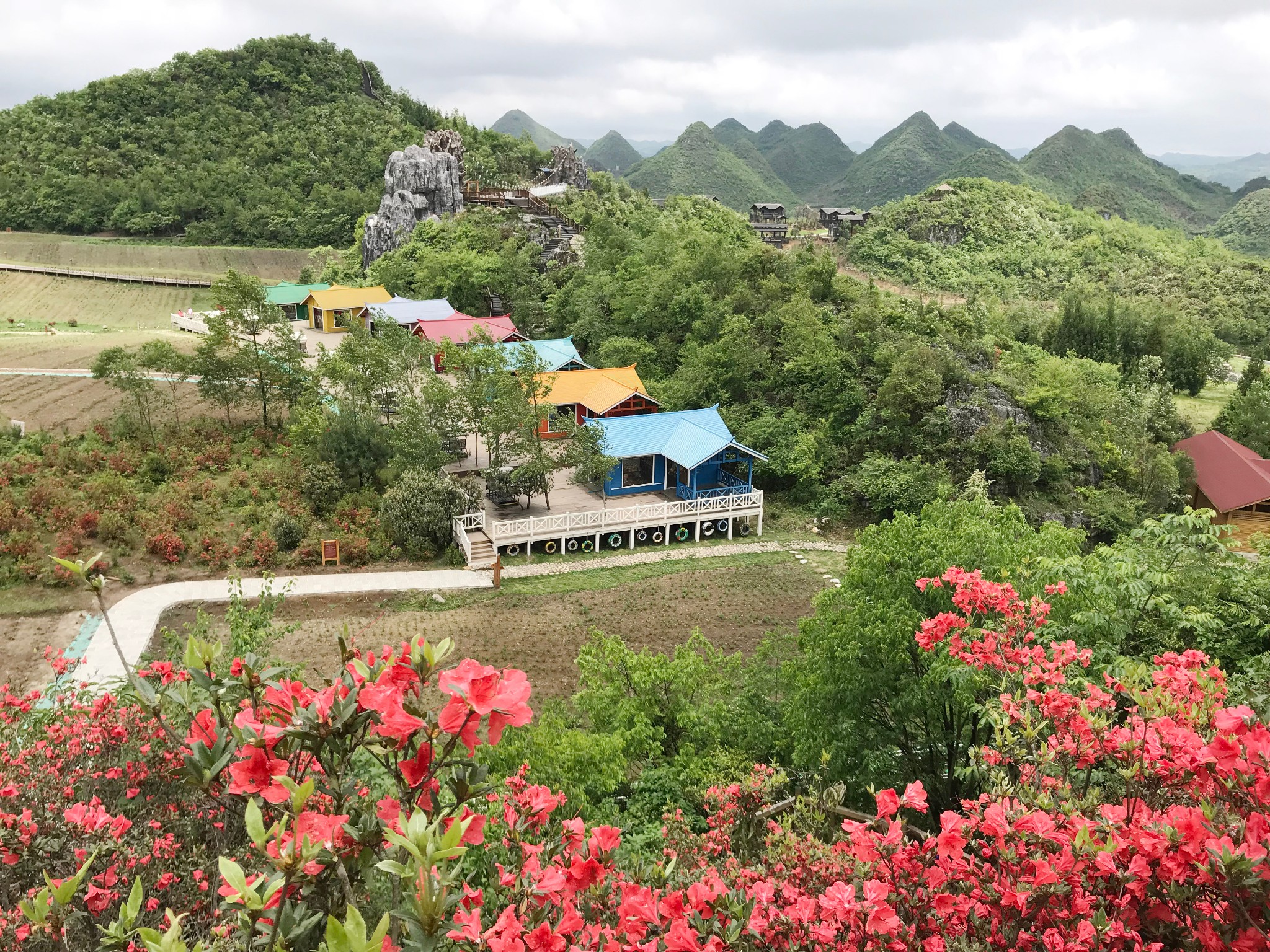 初夏自驾游1大方百里杜鹃彝山花谷