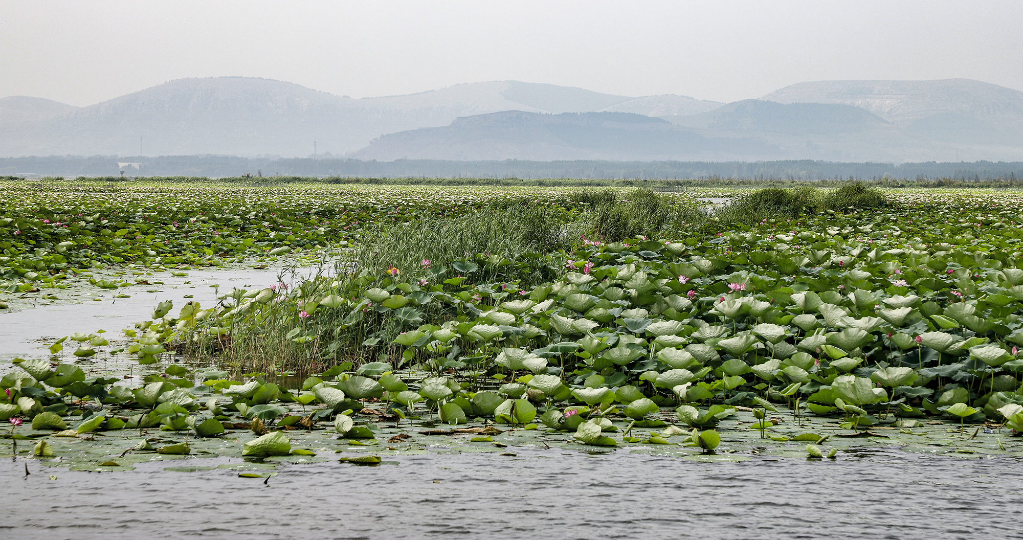 漫步湿地，记录美好---滕州微山湖红荷湿地夏日...