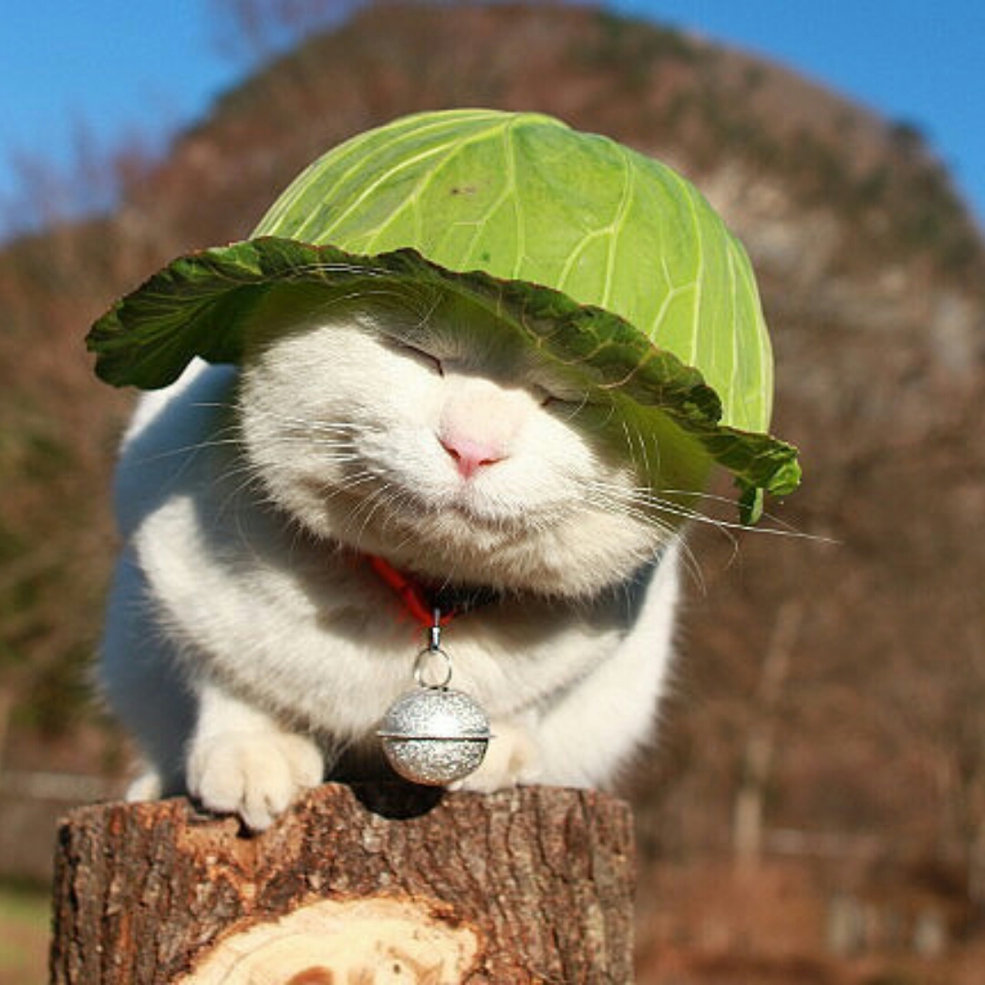 蚂蜂窝用户