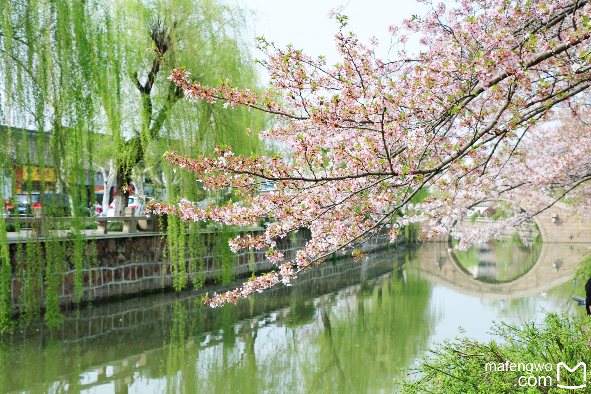 常来常熟～方塔街赏樱花