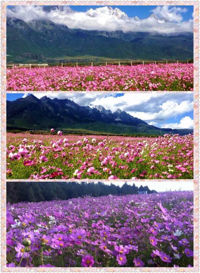丽江花海草原骝马场
