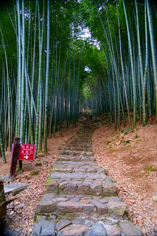 透过溪边竹林,远远看到深山中一条飞瀑如银蛇狂舞,飞流而下.