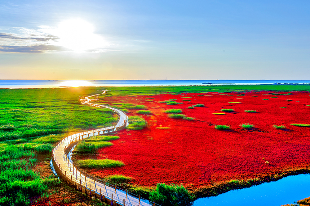 盘锦红海滩廊桥一日游(赠送景区观光小火车)