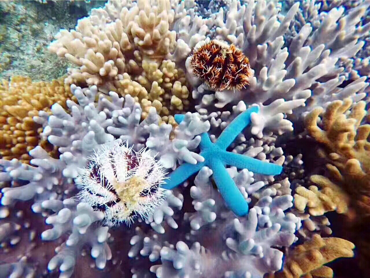 岛屿百福岛传说中玻璃水升级版龙仔湾百福湾太阳湾顶级软珊瑚保护区