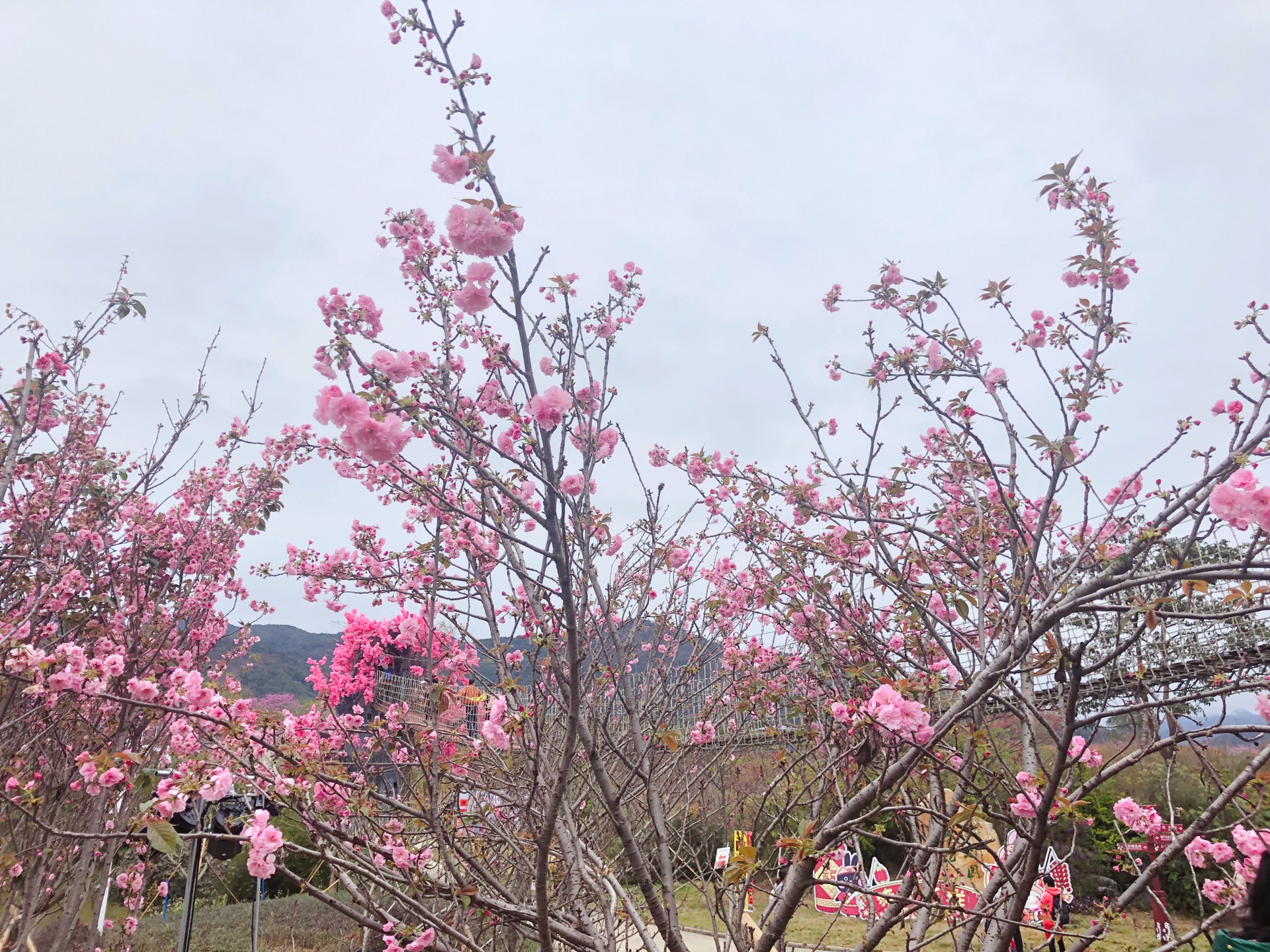 广州从化樱花园