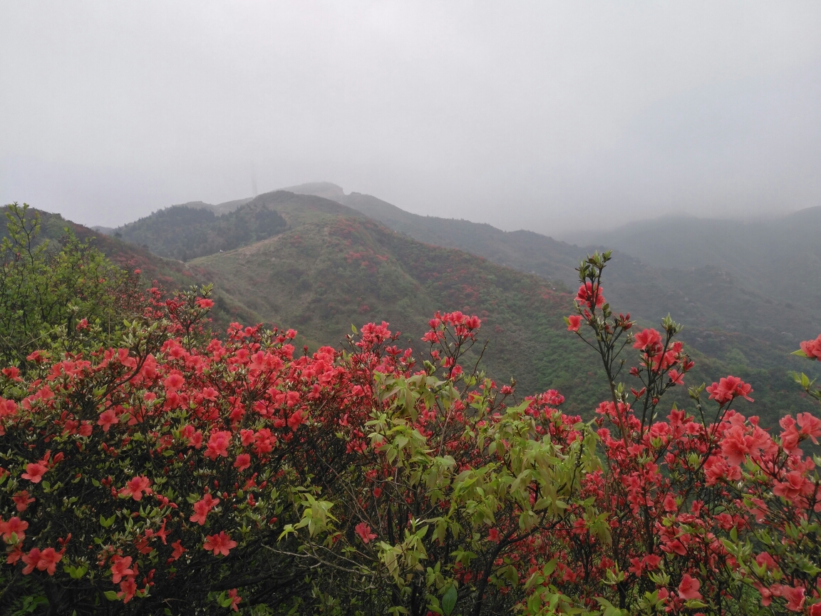 只为心中那一抹红——天堂山映山红图片28,常宁旅游