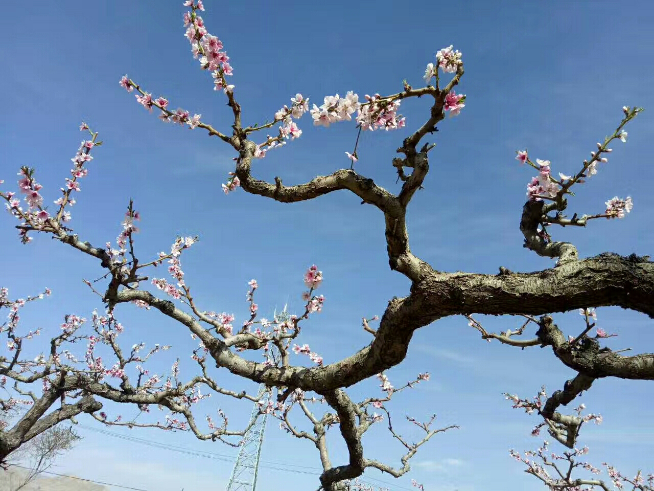 三生三世十里桃花