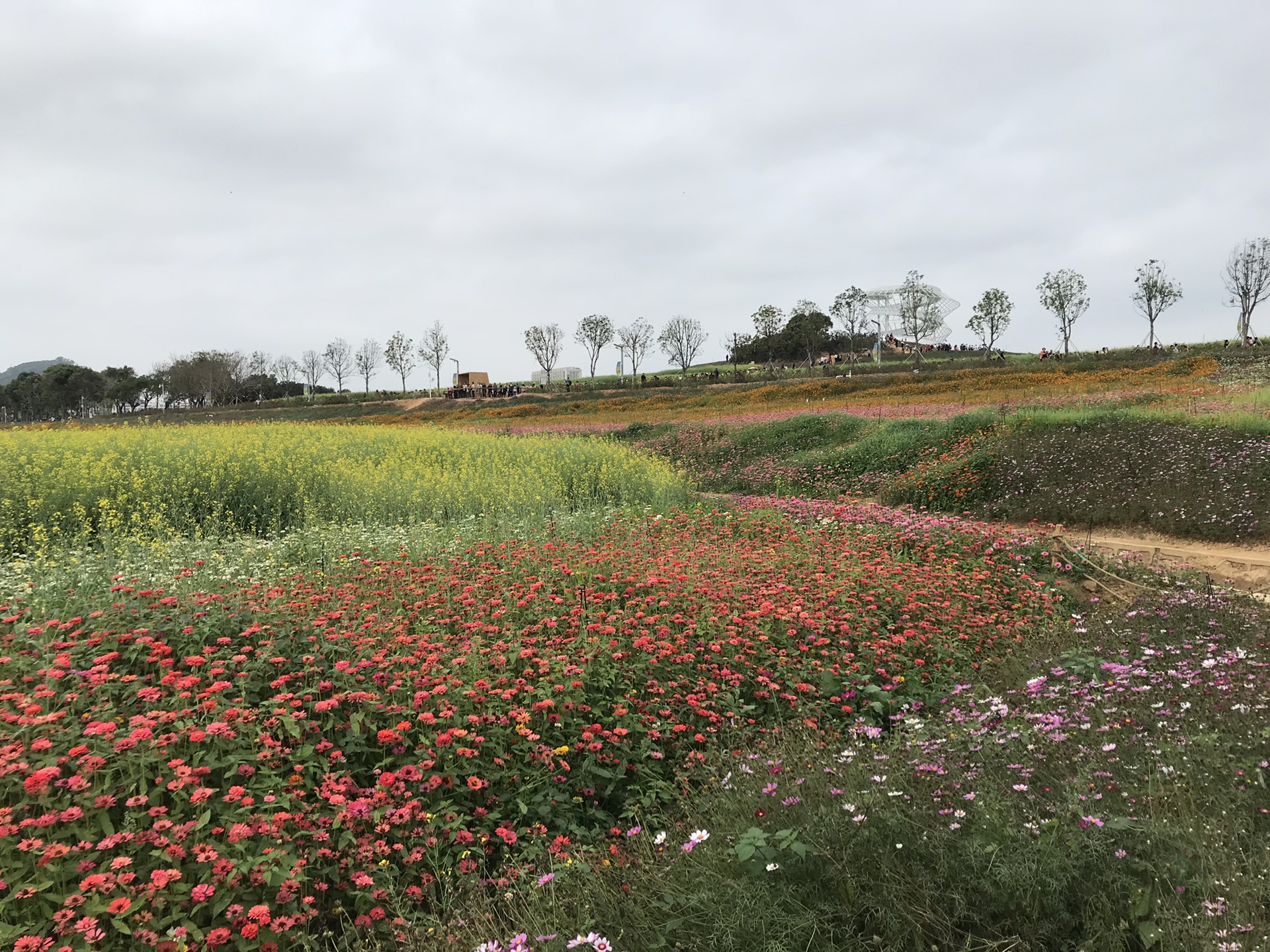 2月看油菜花,光明小镇2000亩花海实力霸屏!