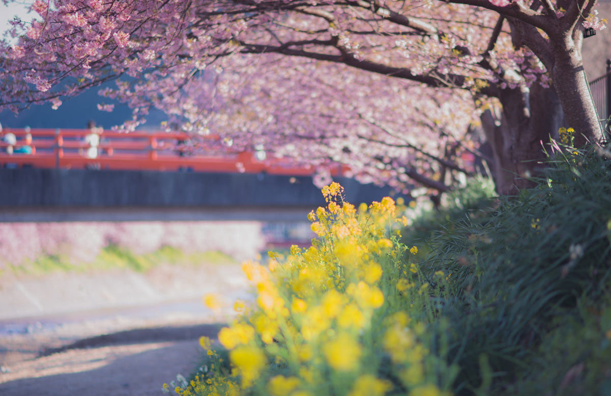 【赏樱】花见在伊豆 春来花与海 日本伊豆&东京 5晚6日关东赏樱度假_八大洲旅游