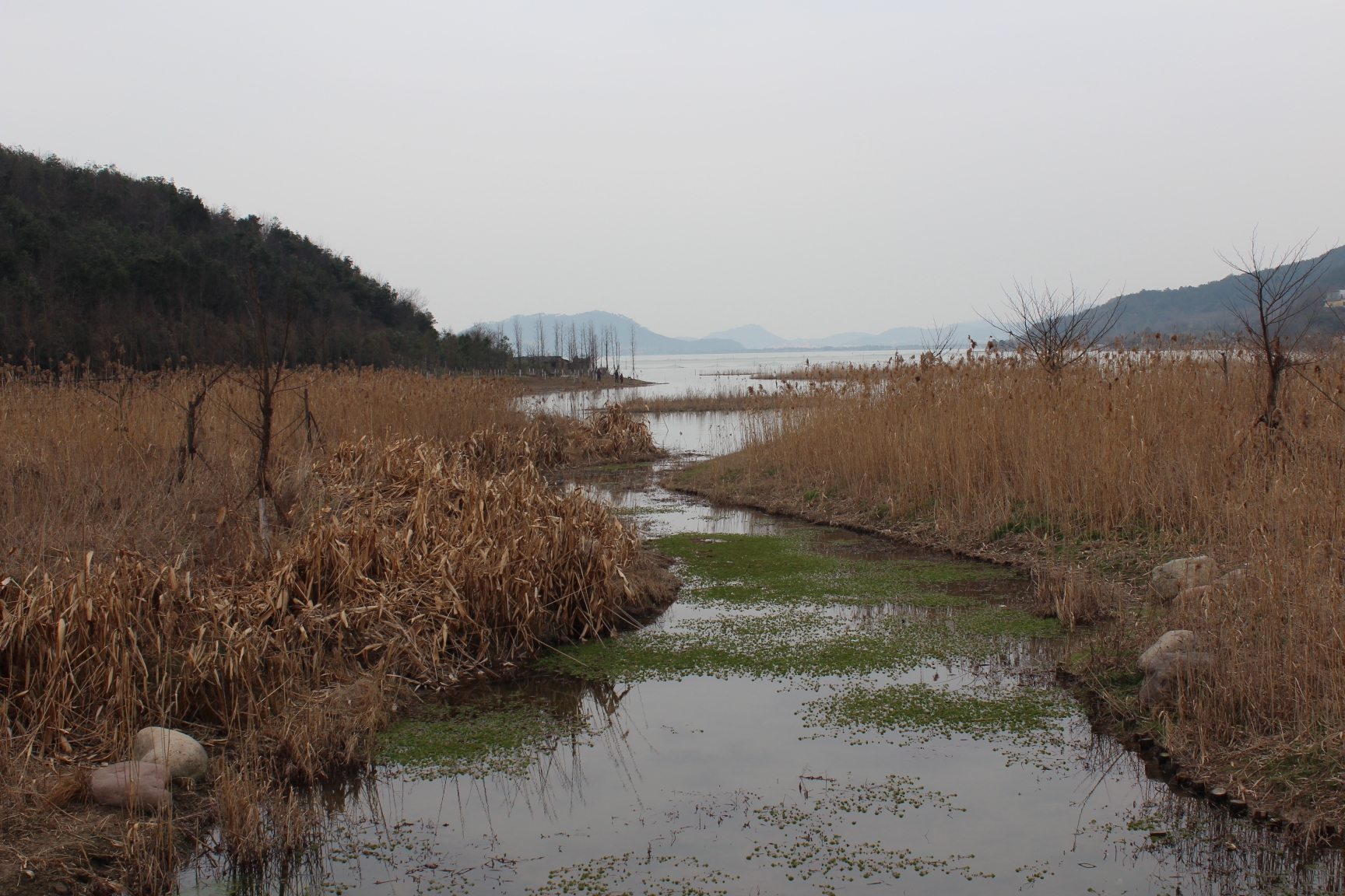 宁波东钱湖之马山湿地