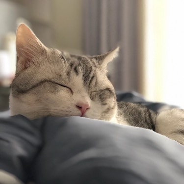 十八是只软萌呆