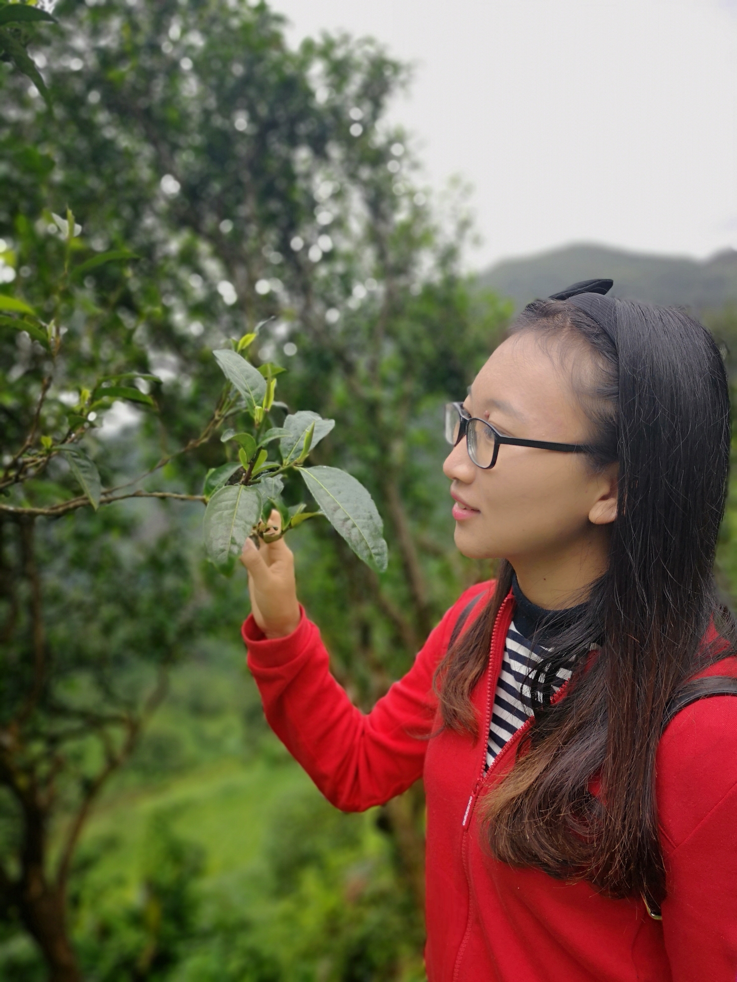 普洱茶爱好者的分享