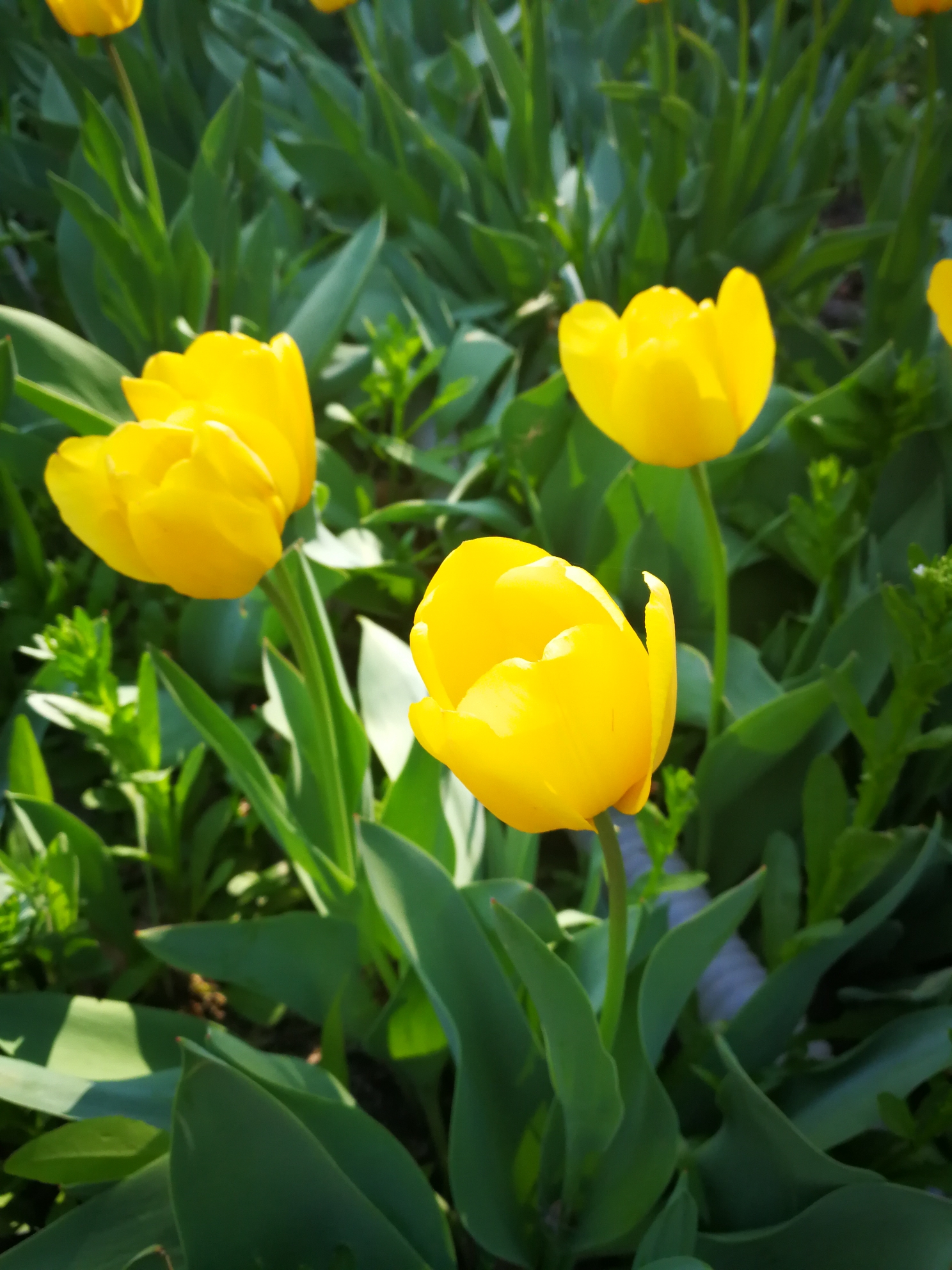 2018年4月郁金香节