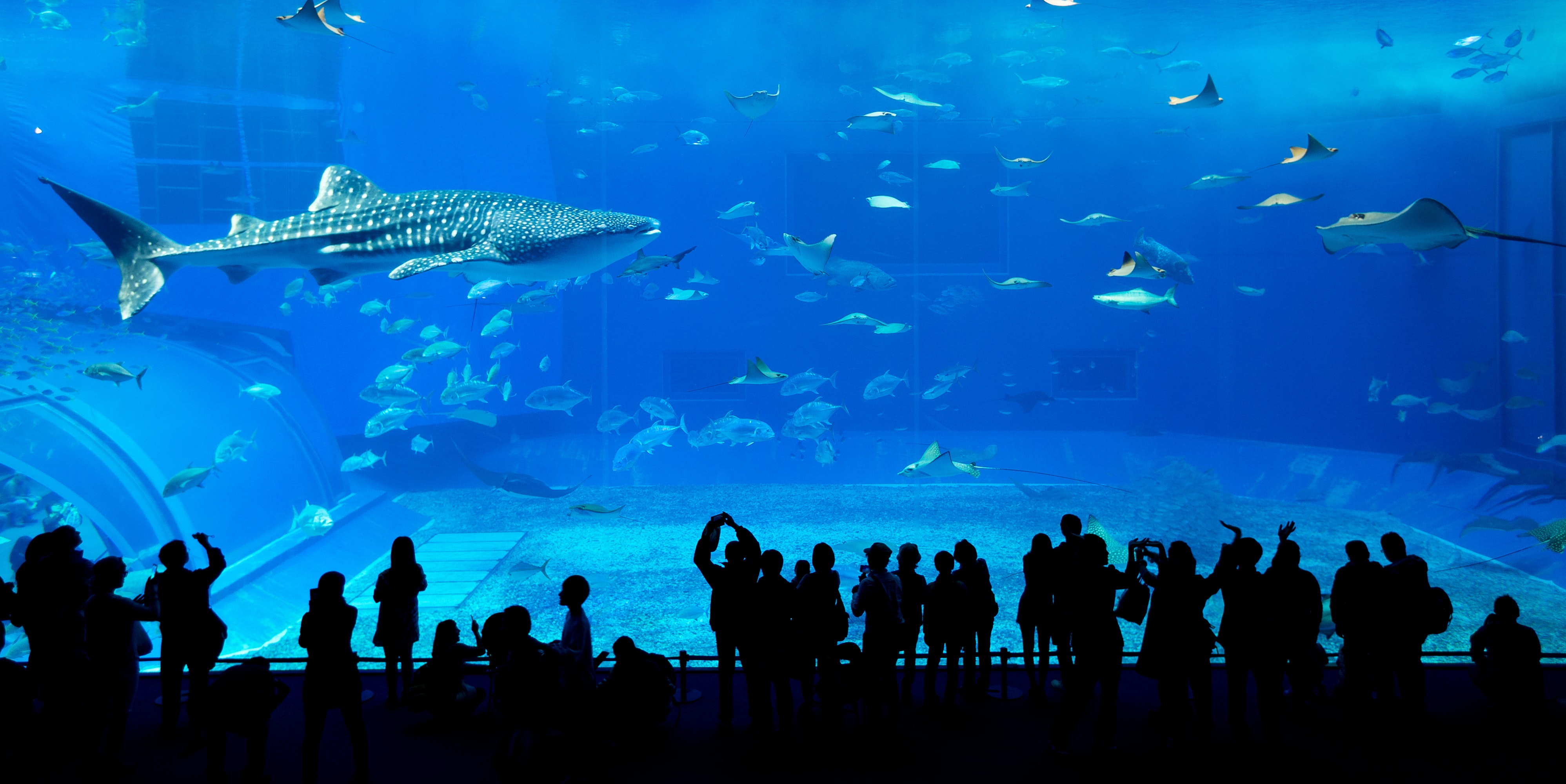 下单立即出票/迪拜水族馆海底世界门票(电子票无需兑换 扫码入园,马