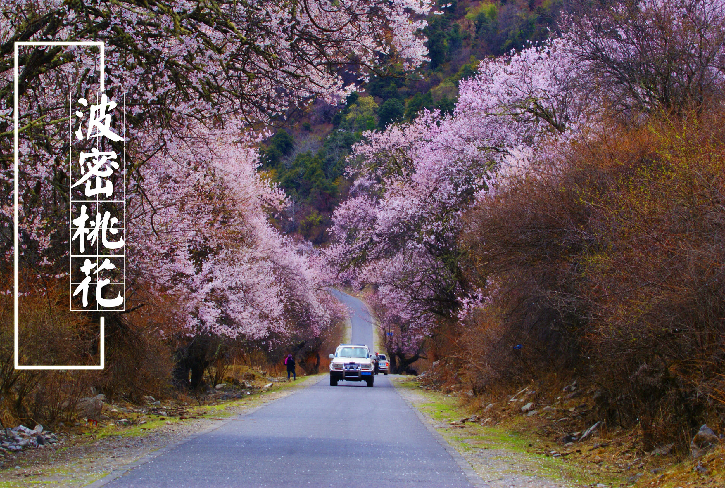 2020林芝桃花节预售·深度寻花之旅川藏线林芝桃花 波密桃花沟 大峡谷