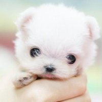 我是小鱼会吐泡泡