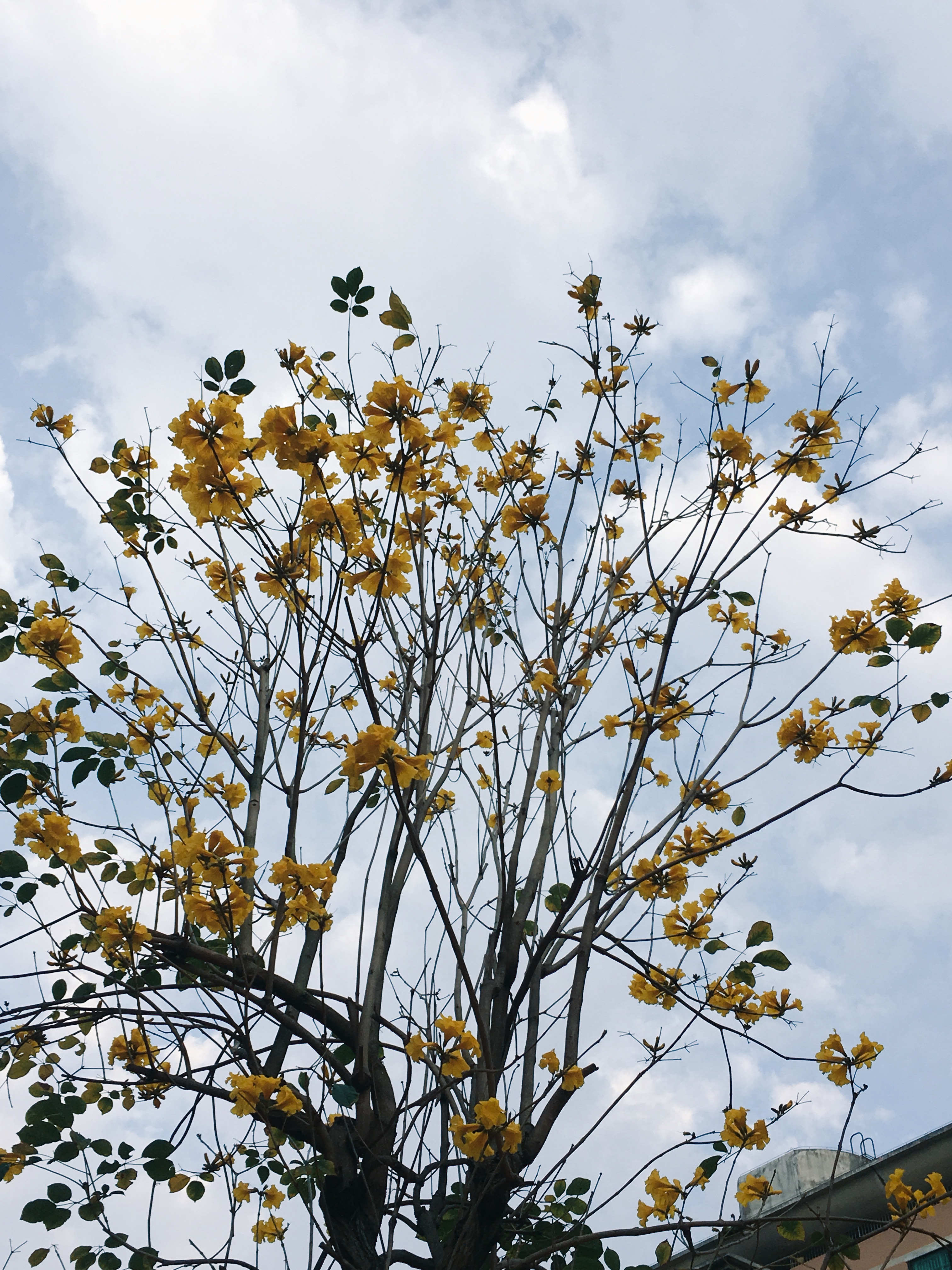 深圳美食-紫燕百味鸡(下梅林店)