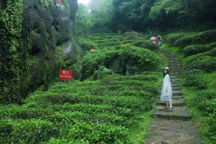 武夷山城区人口_武夷山大红袍母树