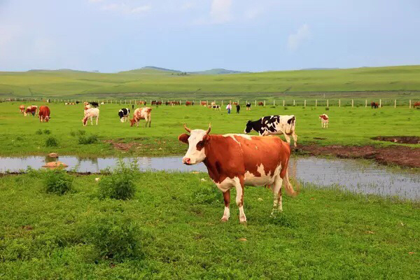 呼伦贝尔一般什么时候去最好
