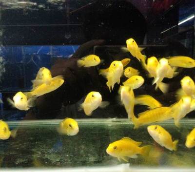 游戏人生习惯认真