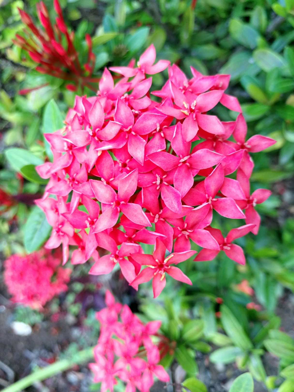 2018南太平洋岛国～斐济+汤加～跌宕起伏自由行记_游记