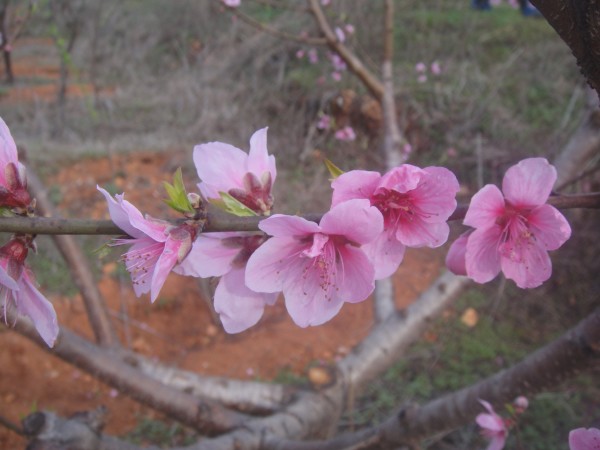 三月三,去赏花(赣州信丰县城绕大塘、坪石骑
