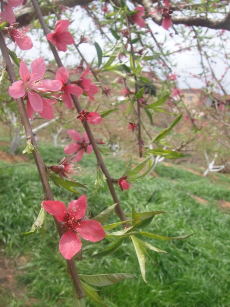 三月三,去赏花(赣州信丰县城绕大塘、坪石骑