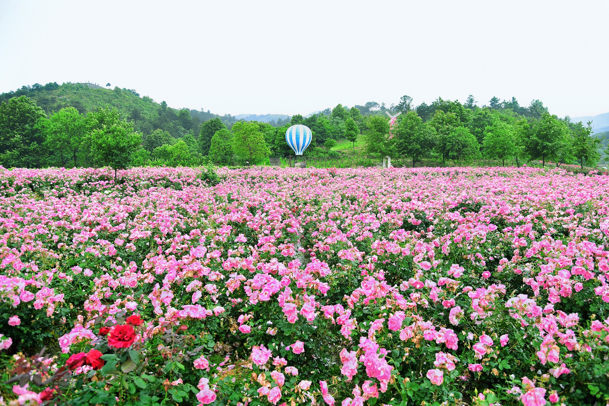 春暖花开✦共赏湖北粉色烂漫之旅