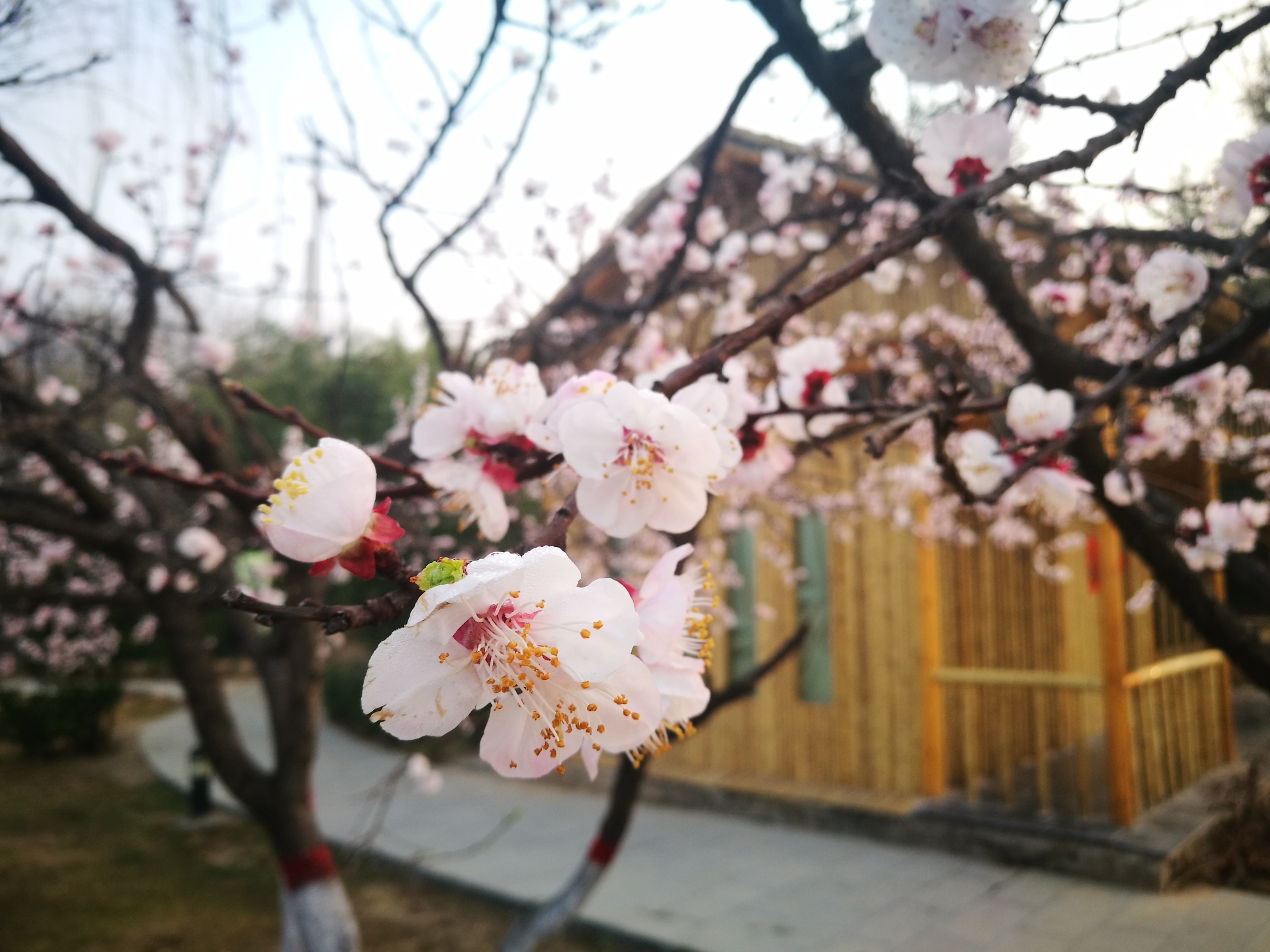 春天的花_游记