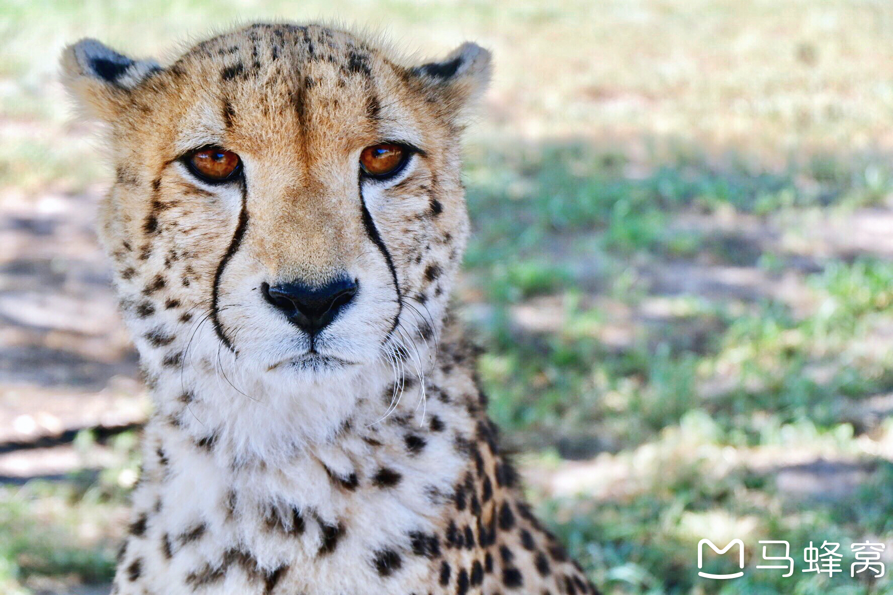 ·如果动物有天堂，那一定是在Harnas哈纳斯_游记