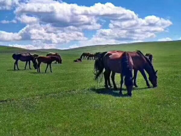 呼伦贝尔一般什么时候去最好