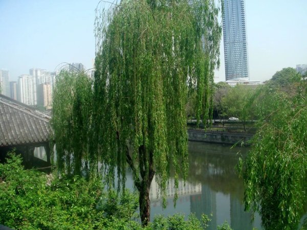 望江公园简介成都 wKgBEFrTS2iAAMtiAAZxvfsyChI00.jpeg?imageView2%2F2%2Fw%2F600%2Fq%2F90%7CimageMogr2%2Fstrip%2Fquality%2F90