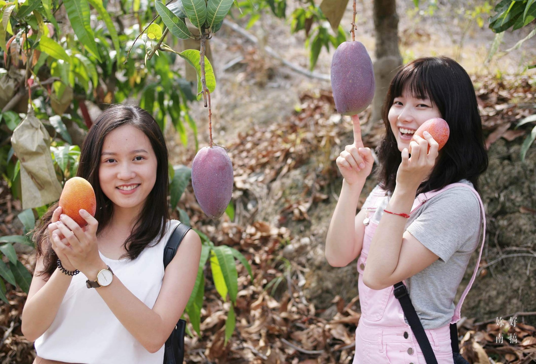 拜访芒果之乡,来一场台南夏日金黄色之旅吧!