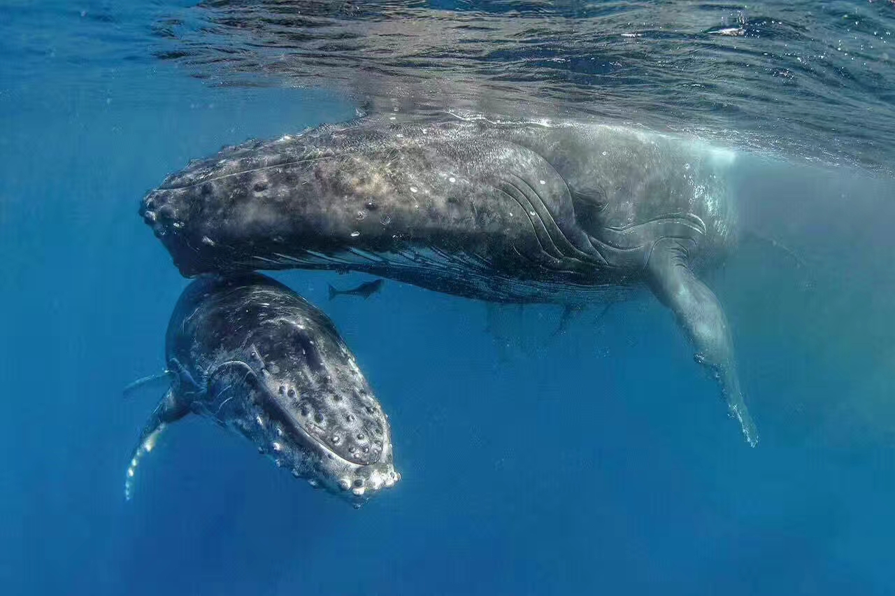 汤加和大翅鲸的约会_游记