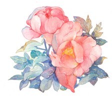 大昌哥的小迷妹